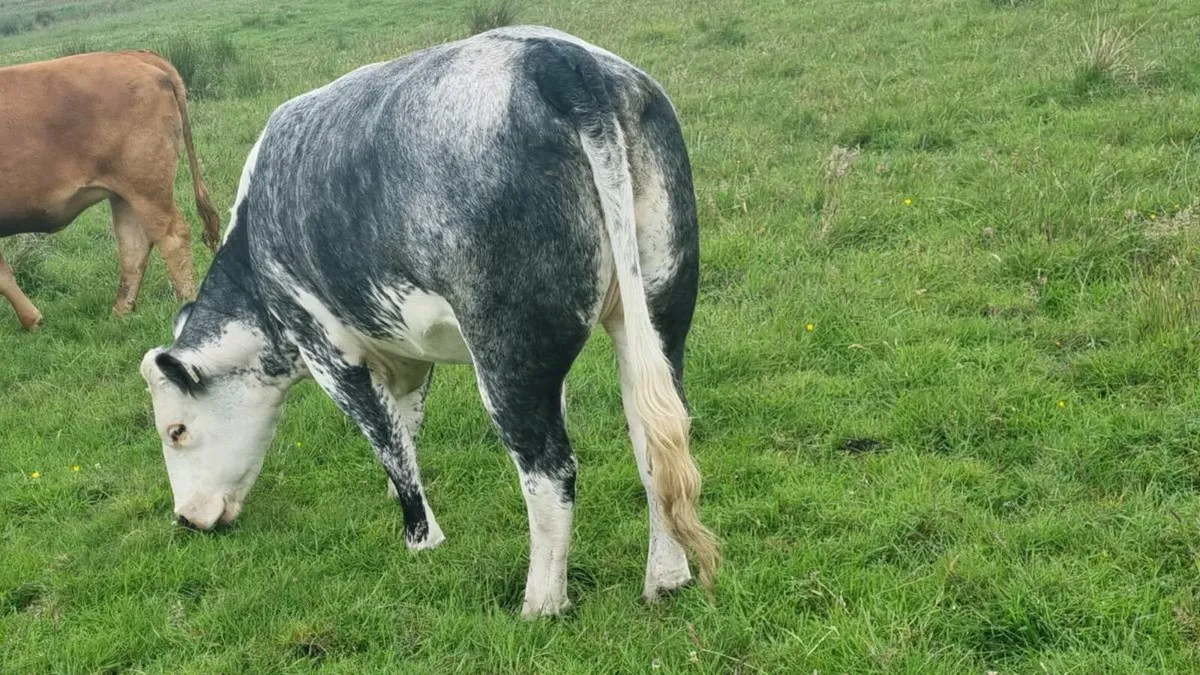BELGIIAN  BLUE HEIFER BALLA MART LOT 811 SATURDAY - Image 4