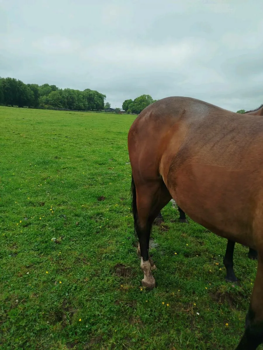3yr old Filly - Image 2
