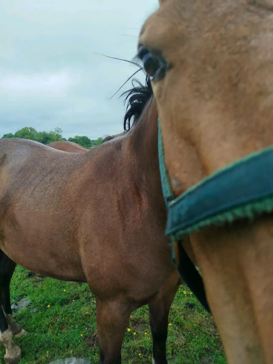 3yr old Filly - Image 3
