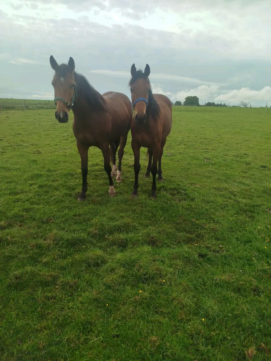3yr old Filly - Image 4