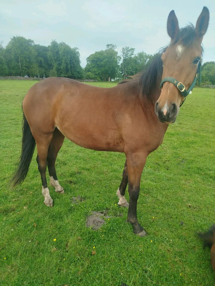 3yr old Filly - Image 1