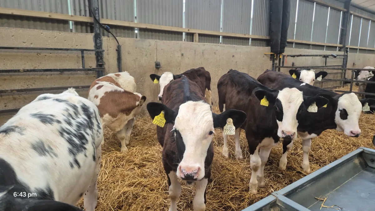 7 Continential Weanling bulls for sale - Image 4