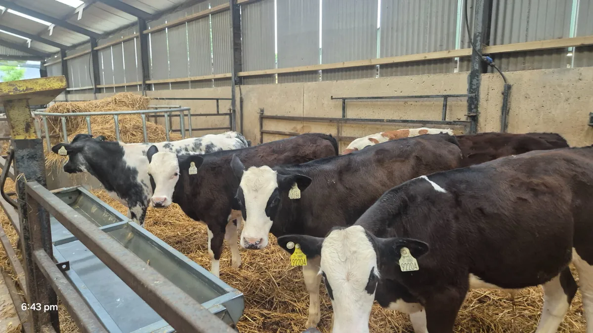 7 Continential Weanling bulls for sale - Image 1