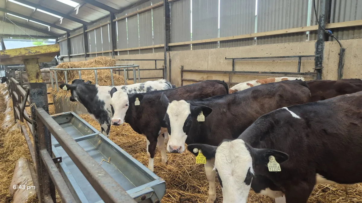 7 Continential Weanling bulls for sale - Image 3