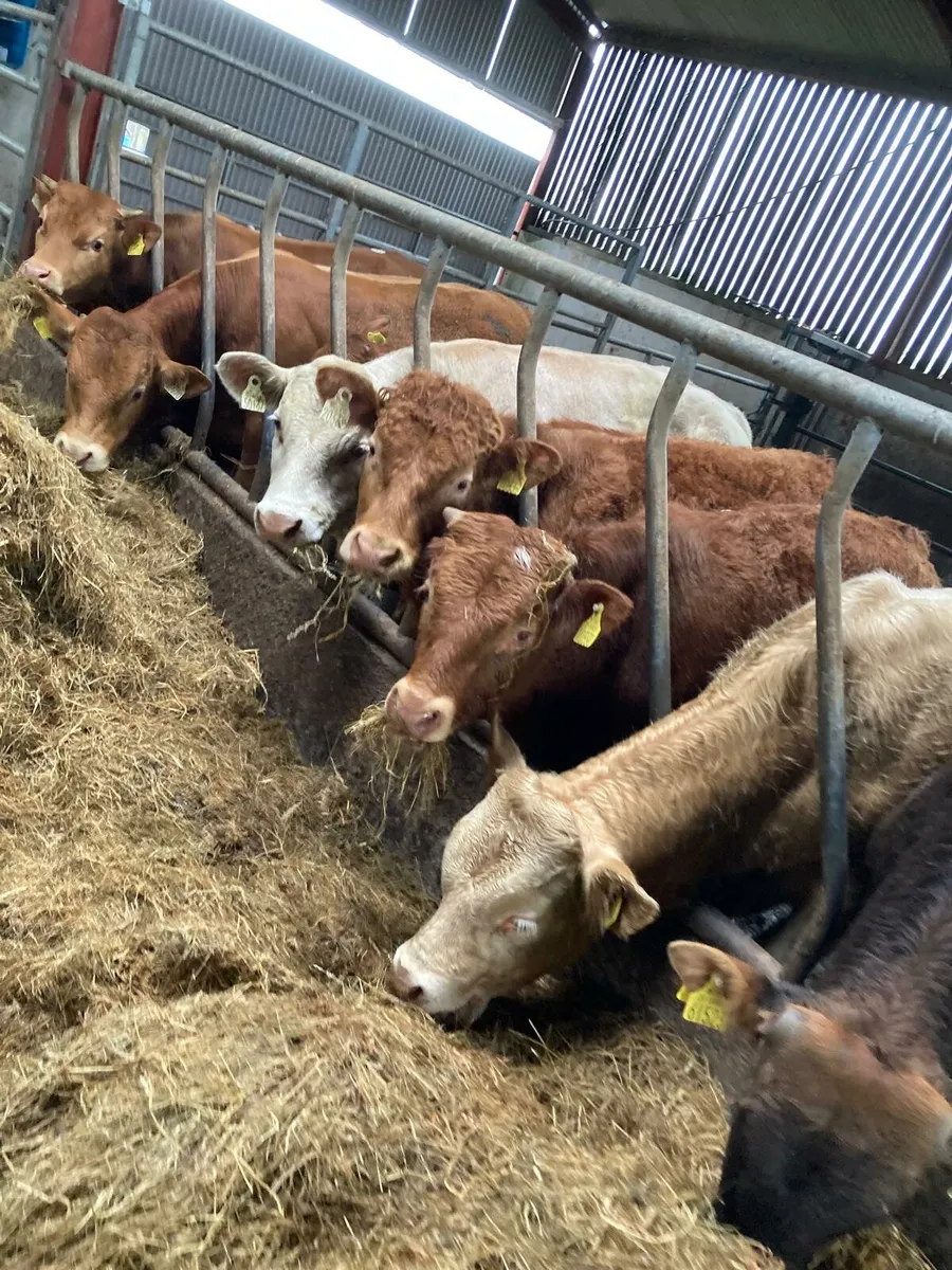 12 smashing continental bullocks for sale - Image 1