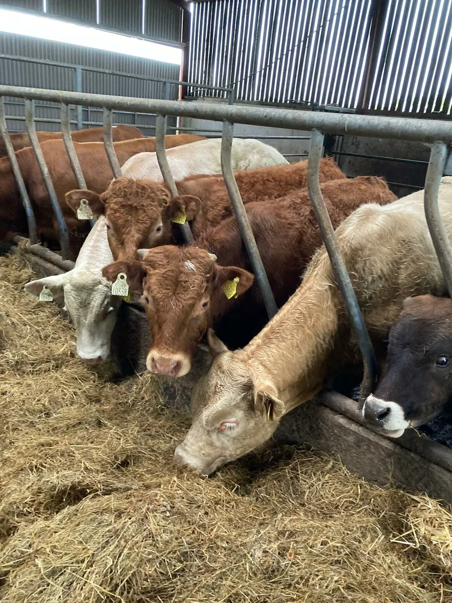 12 smashing continental bullocks for sale - Image 2