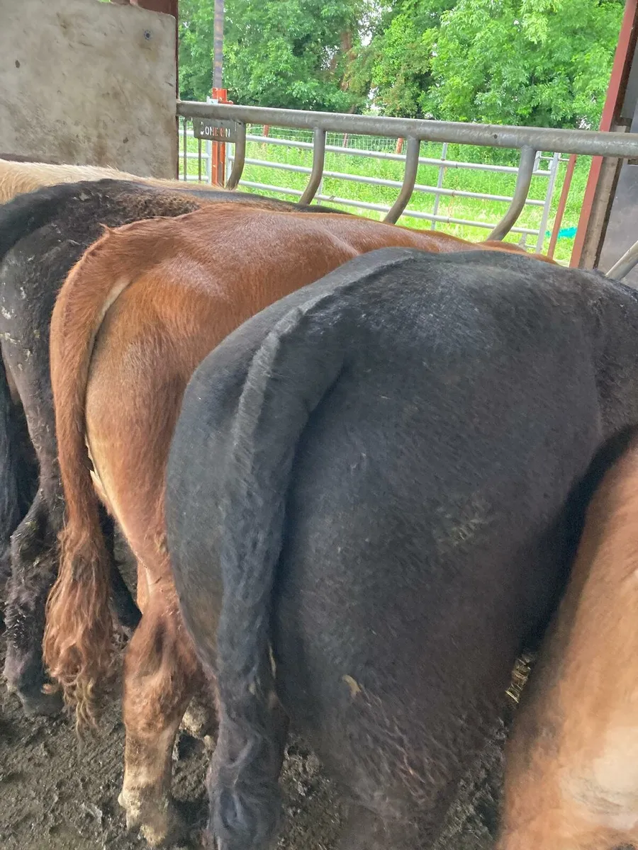 12 smashing continental bullocks for sale - Image 3