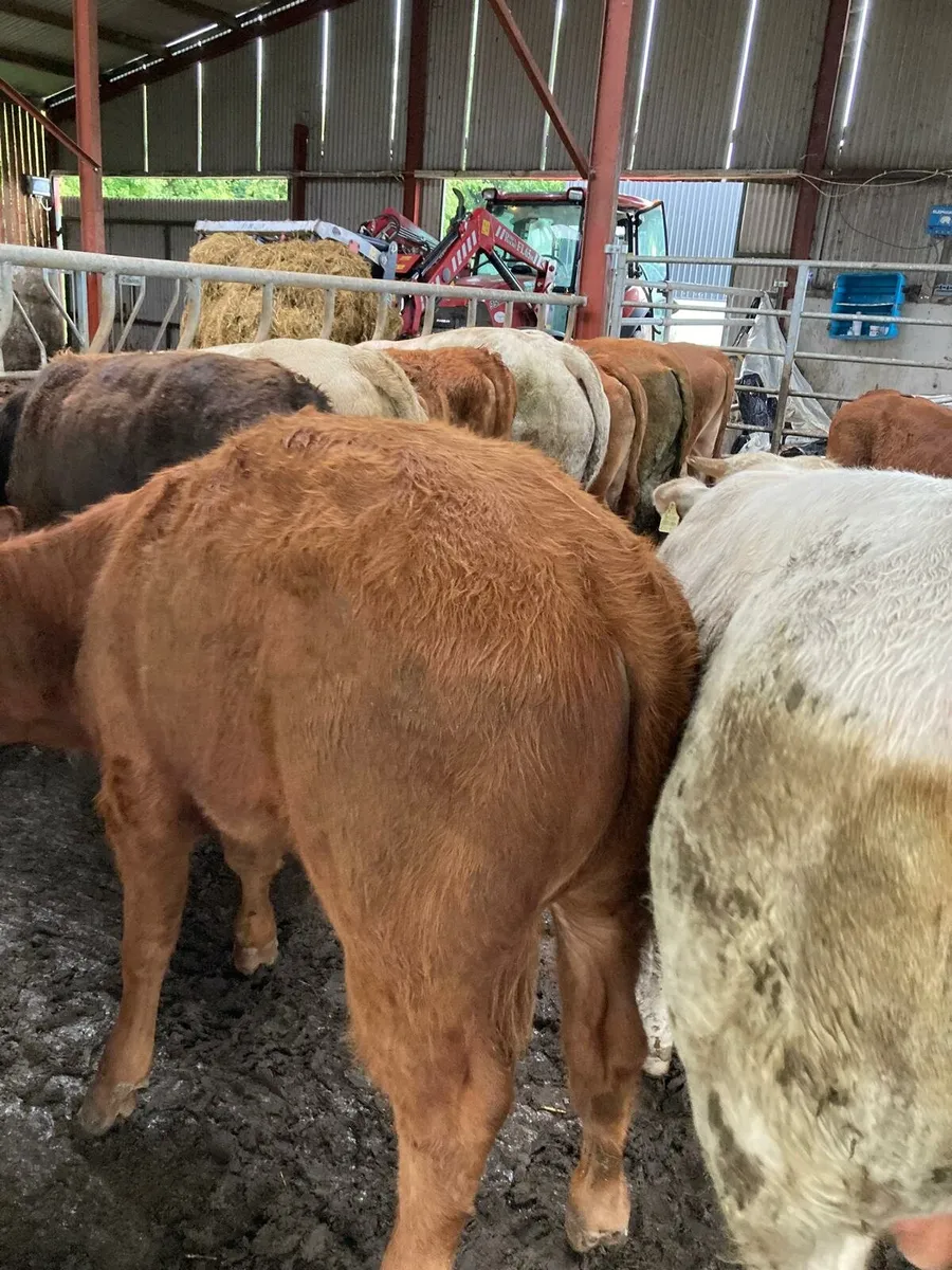 12 smashing continental bullocks for sale - Image 4