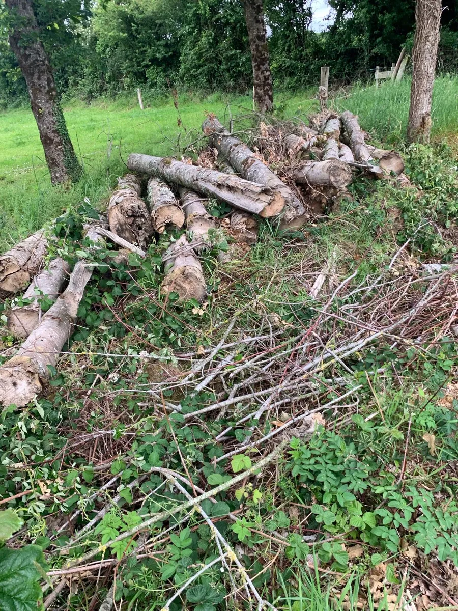 Forestry firewood - Image 1