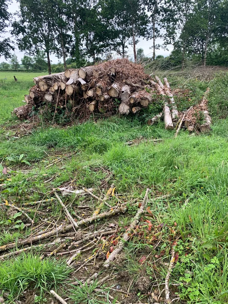 Forestry firewood - Image 2
