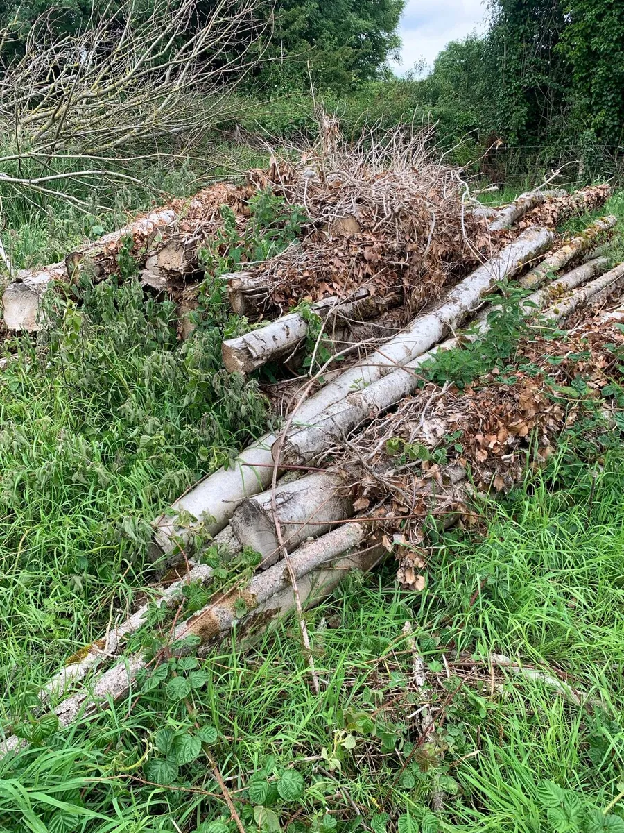 Forestry firewood - Image 3