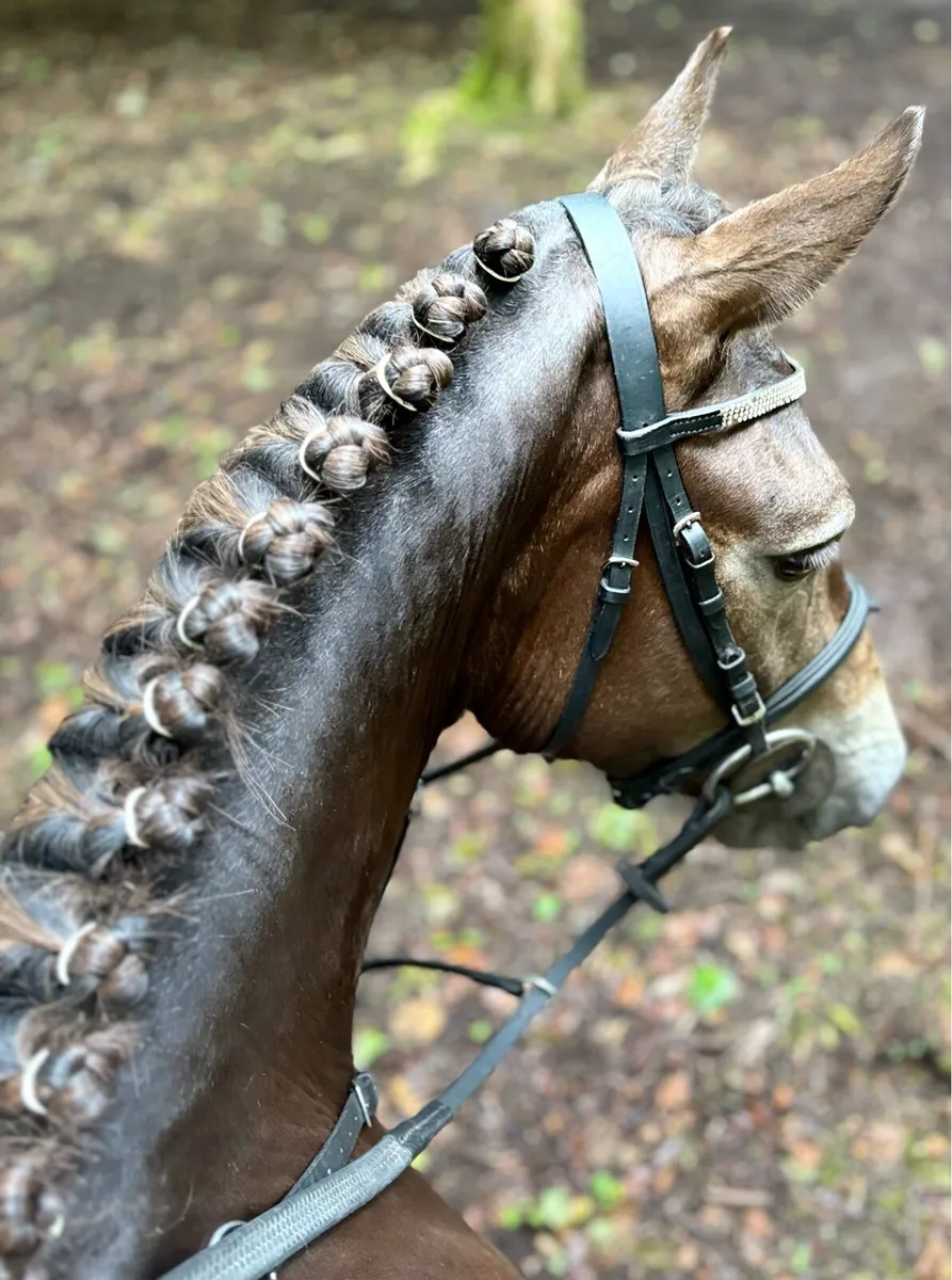 Pony - Image 3