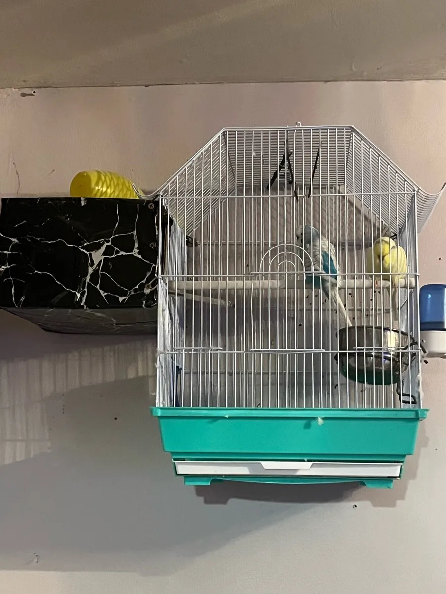Two beautiful budgies & cage - Image 1