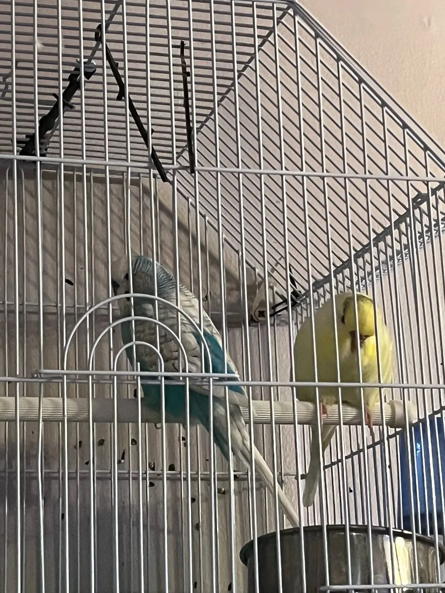 Two beautiful budgies & cage - Image 2