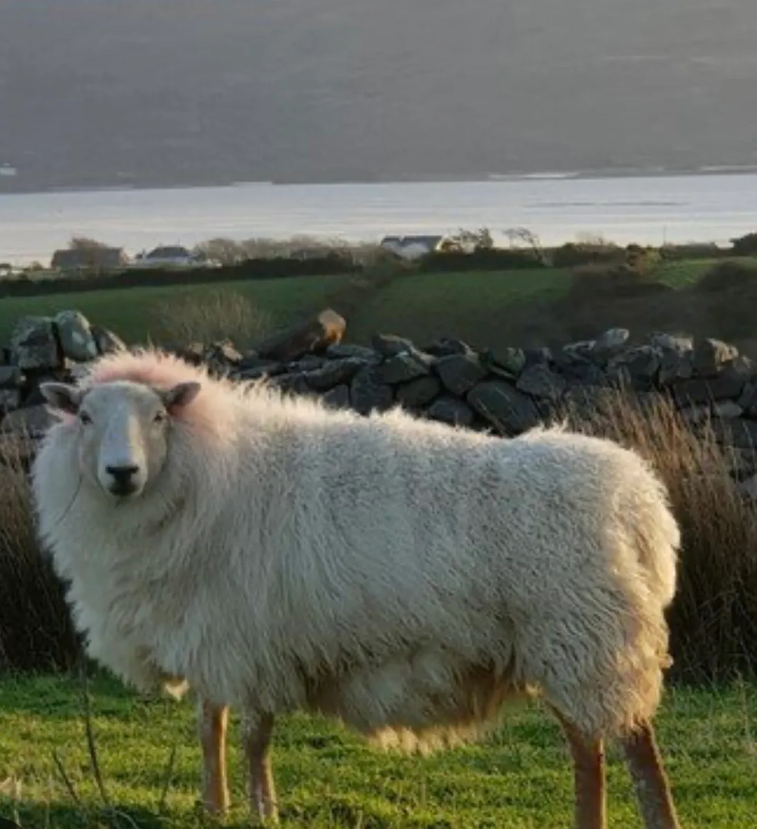 Cladoir sheep