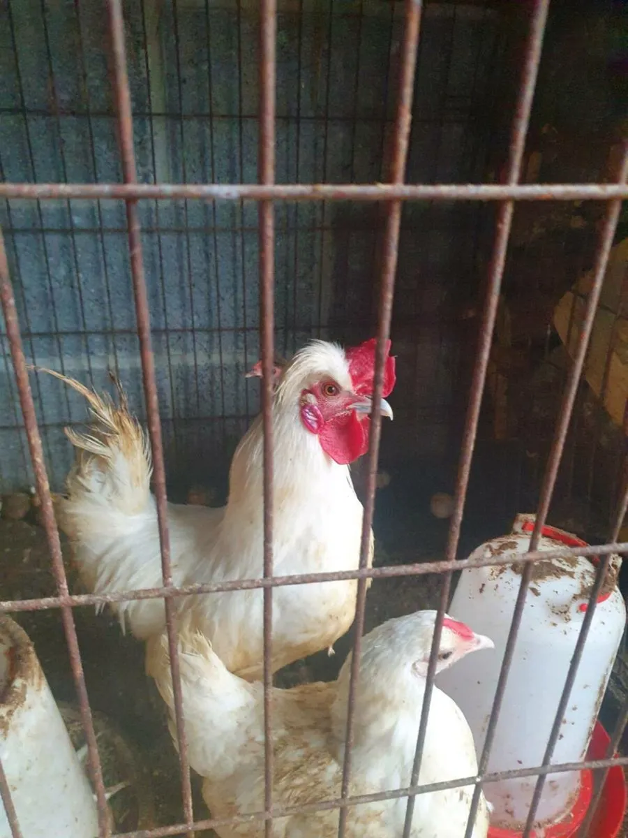 Bantams - Image 1