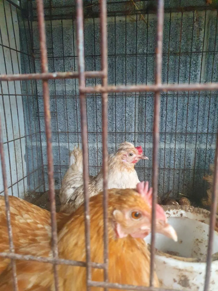 Bantams - Image 2