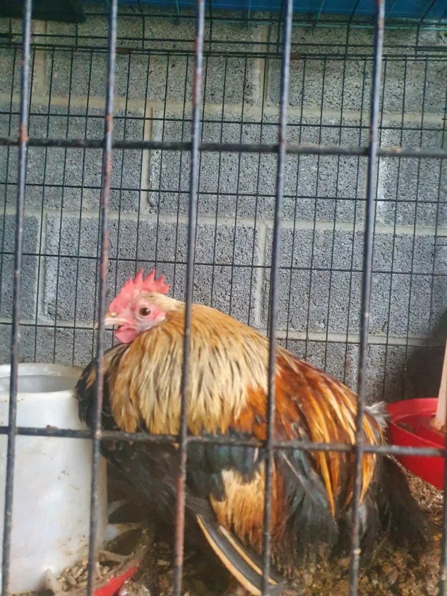 Bantams - Image 3