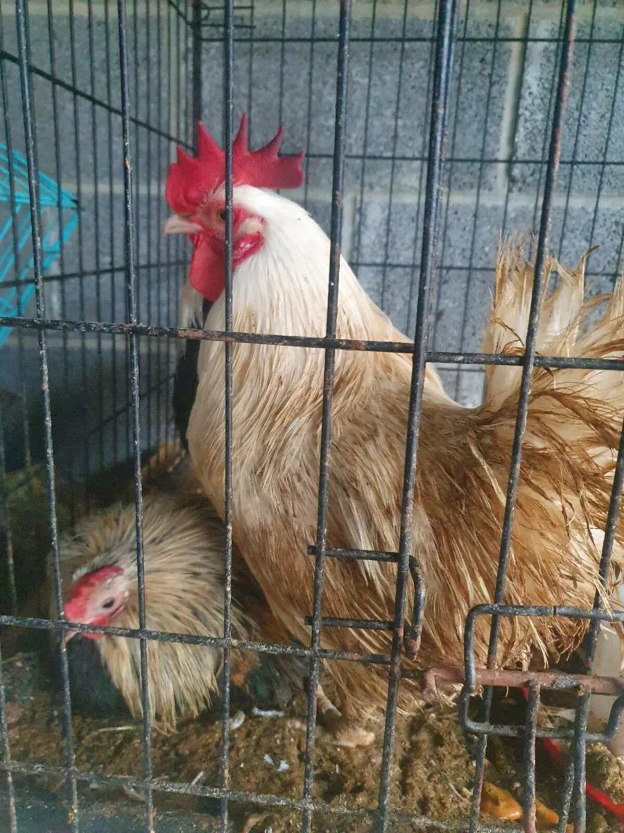 Bantams - Image 4