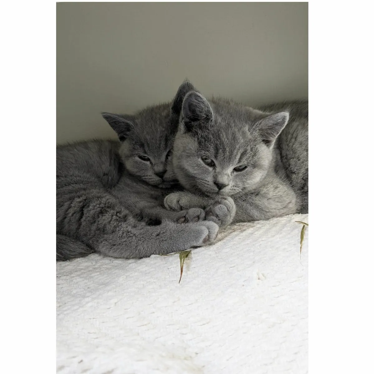 British shorthair kitten - Image 2