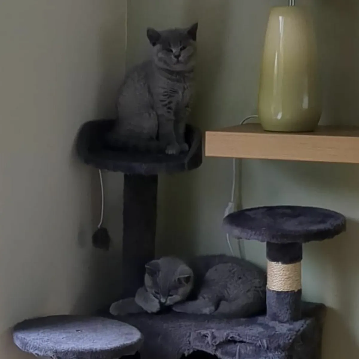 British shorthair kitten - Image 3
