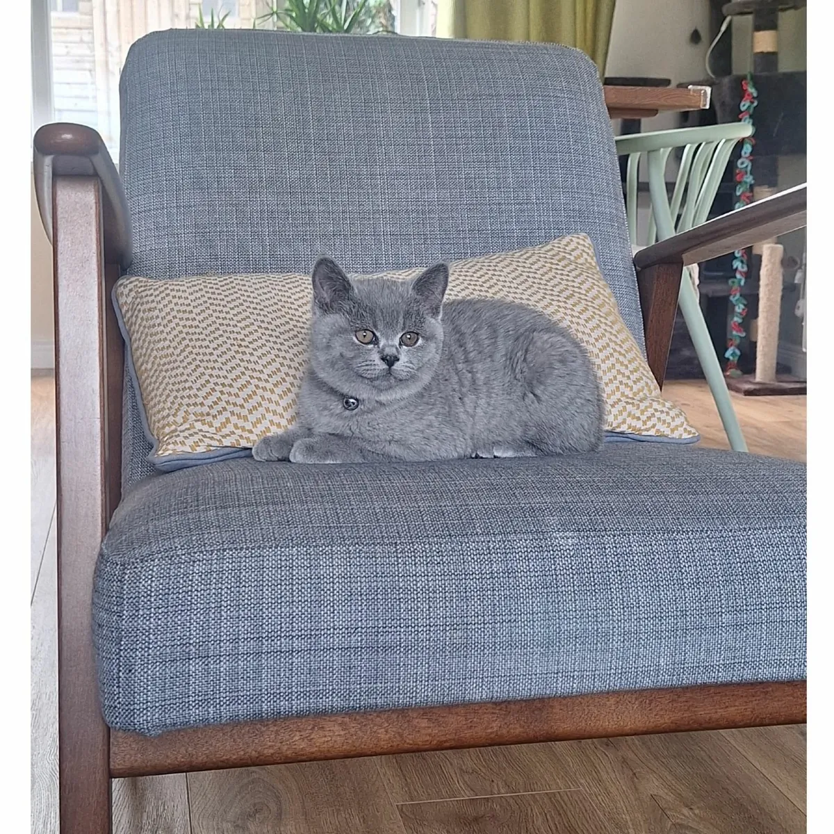 British shorthair kitten - Image 4