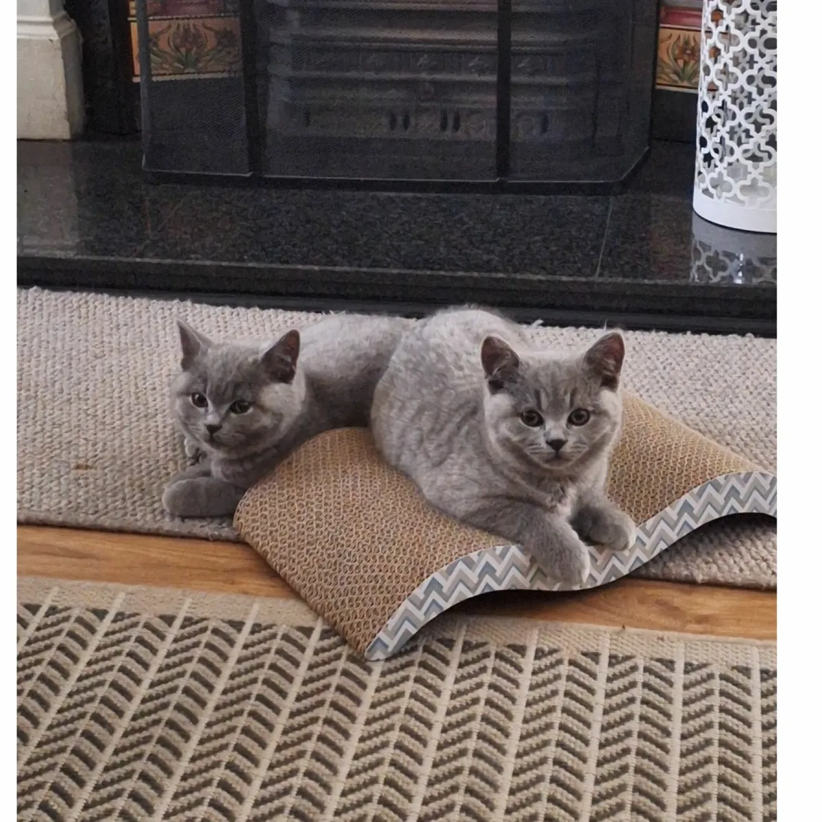 British shorthair kitten - Image 1