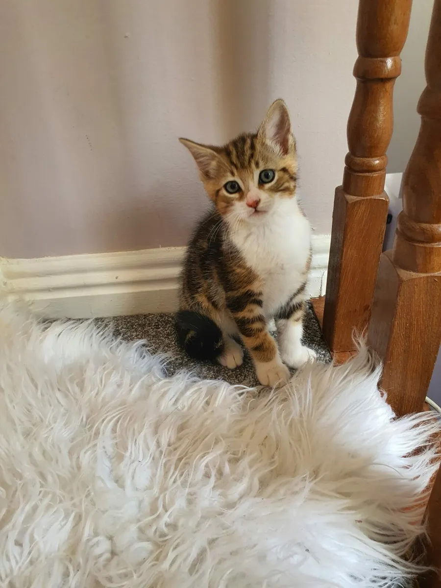 kittens - Image 2