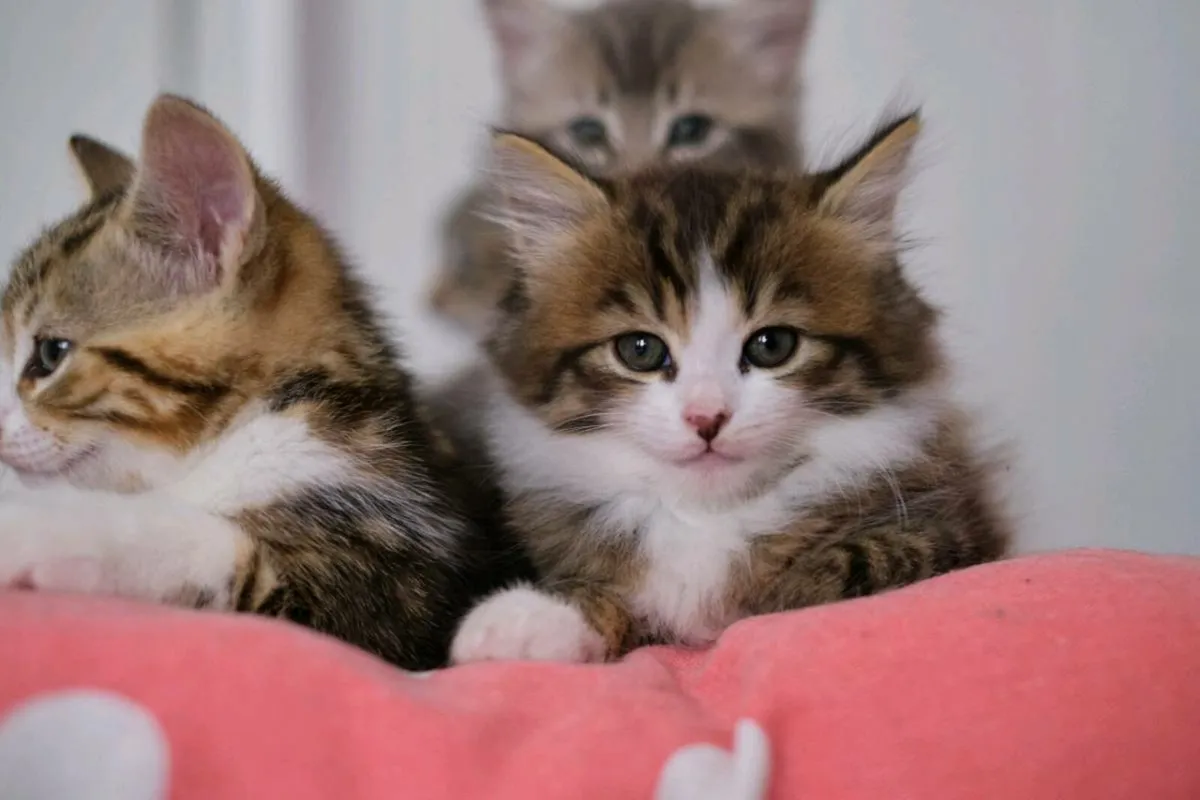 kittens - Image 1
