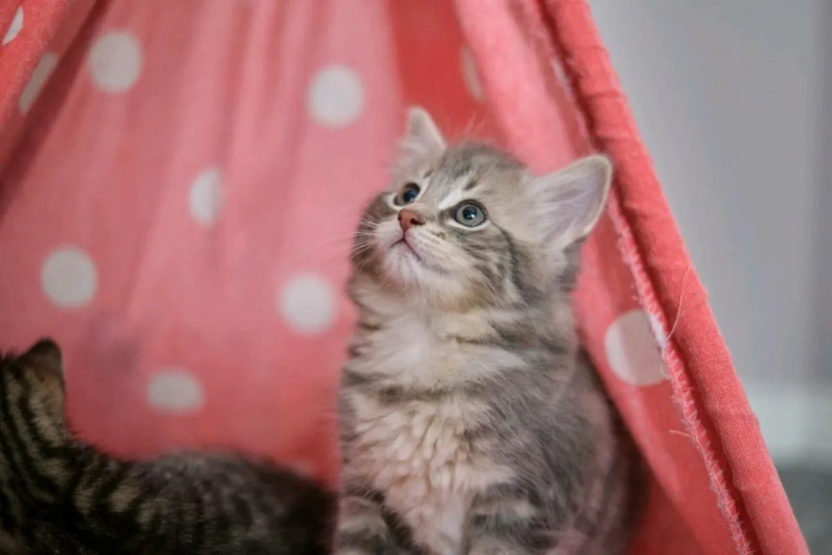kittens - Image 3