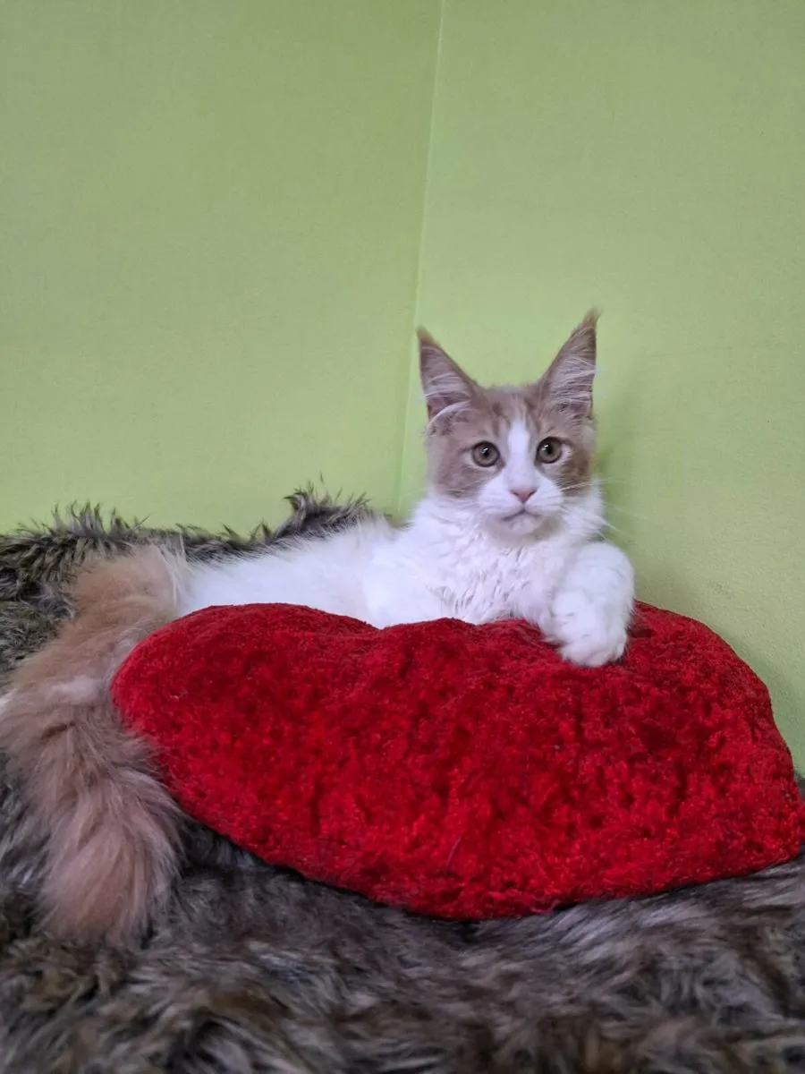 Registered Maine coon kittens - Image 4