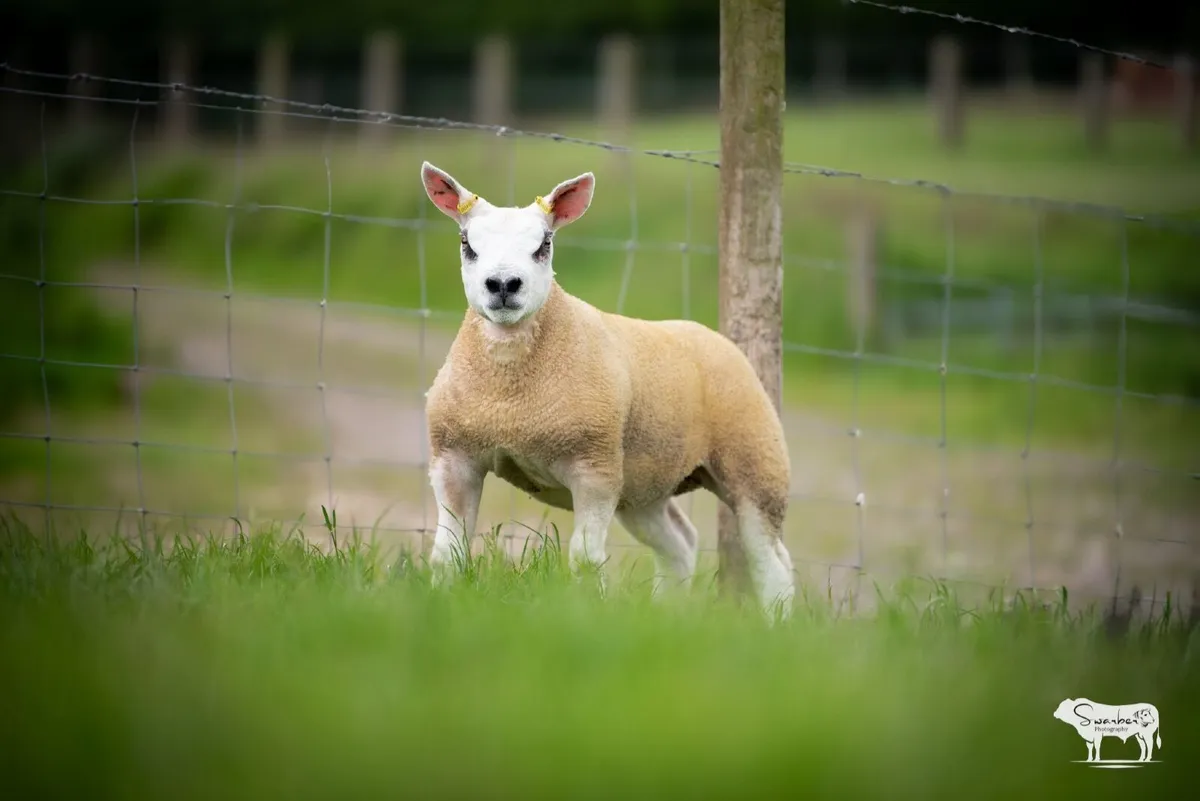 Sheep - Image 1