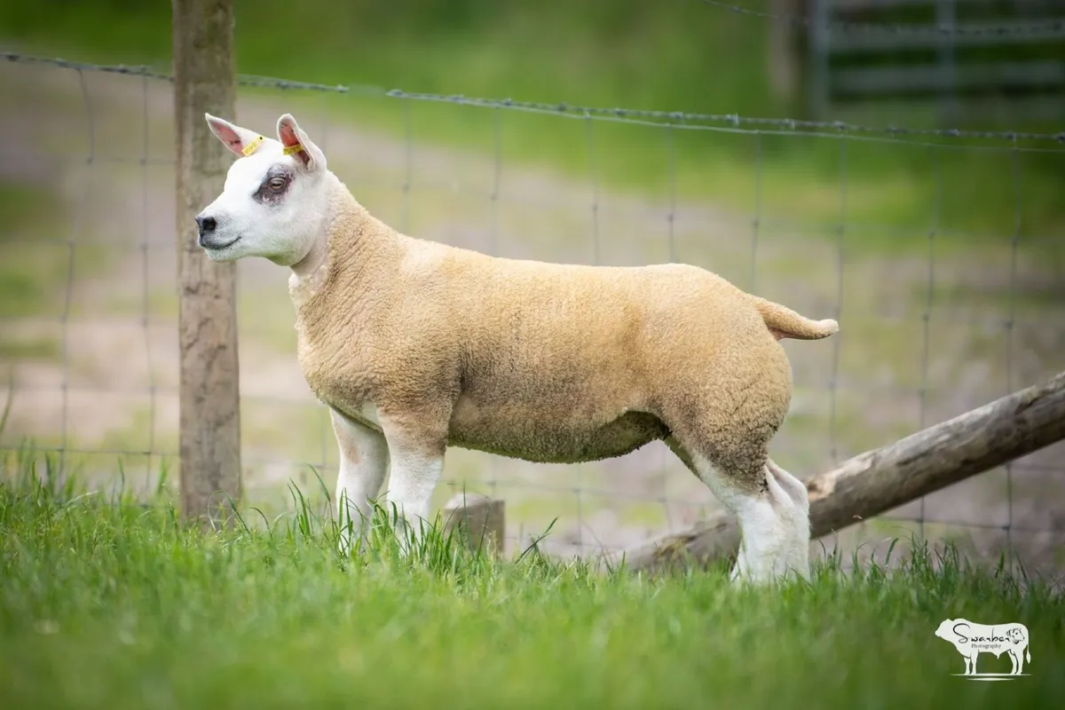 Sheep - Image 2
