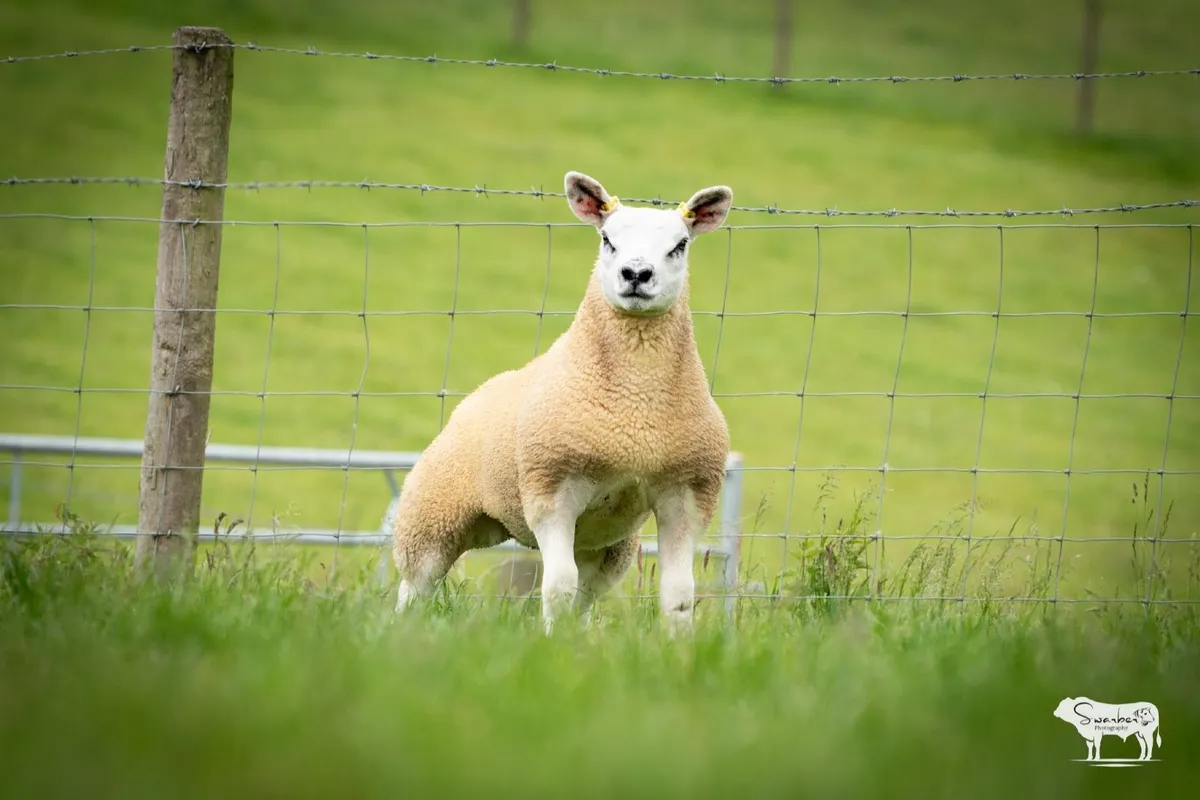Sheep - Image 3