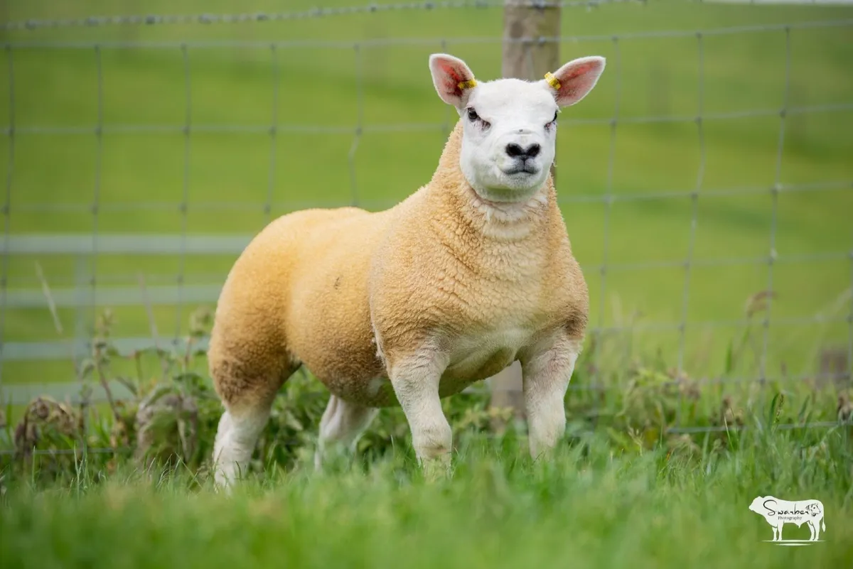 Sheep - Image 4