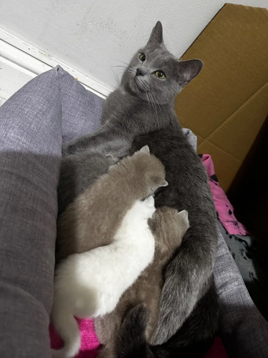 British Shorthair Kittens - Image 4