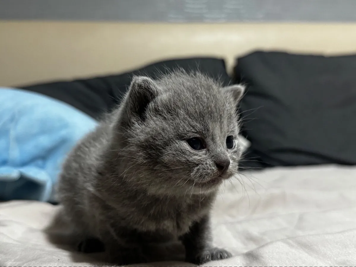 British Shorthair Kittens - Image 1