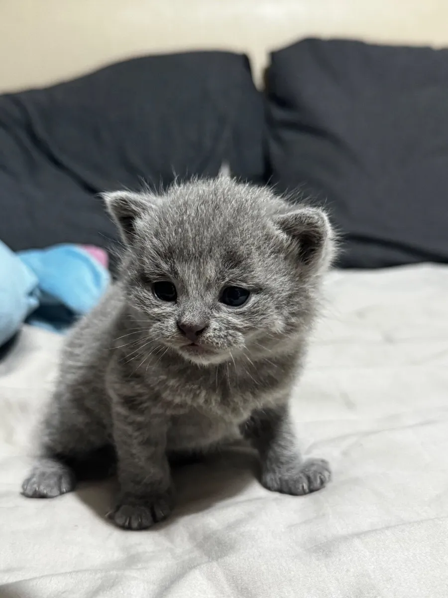 British Shorthair Kittens - Image 3