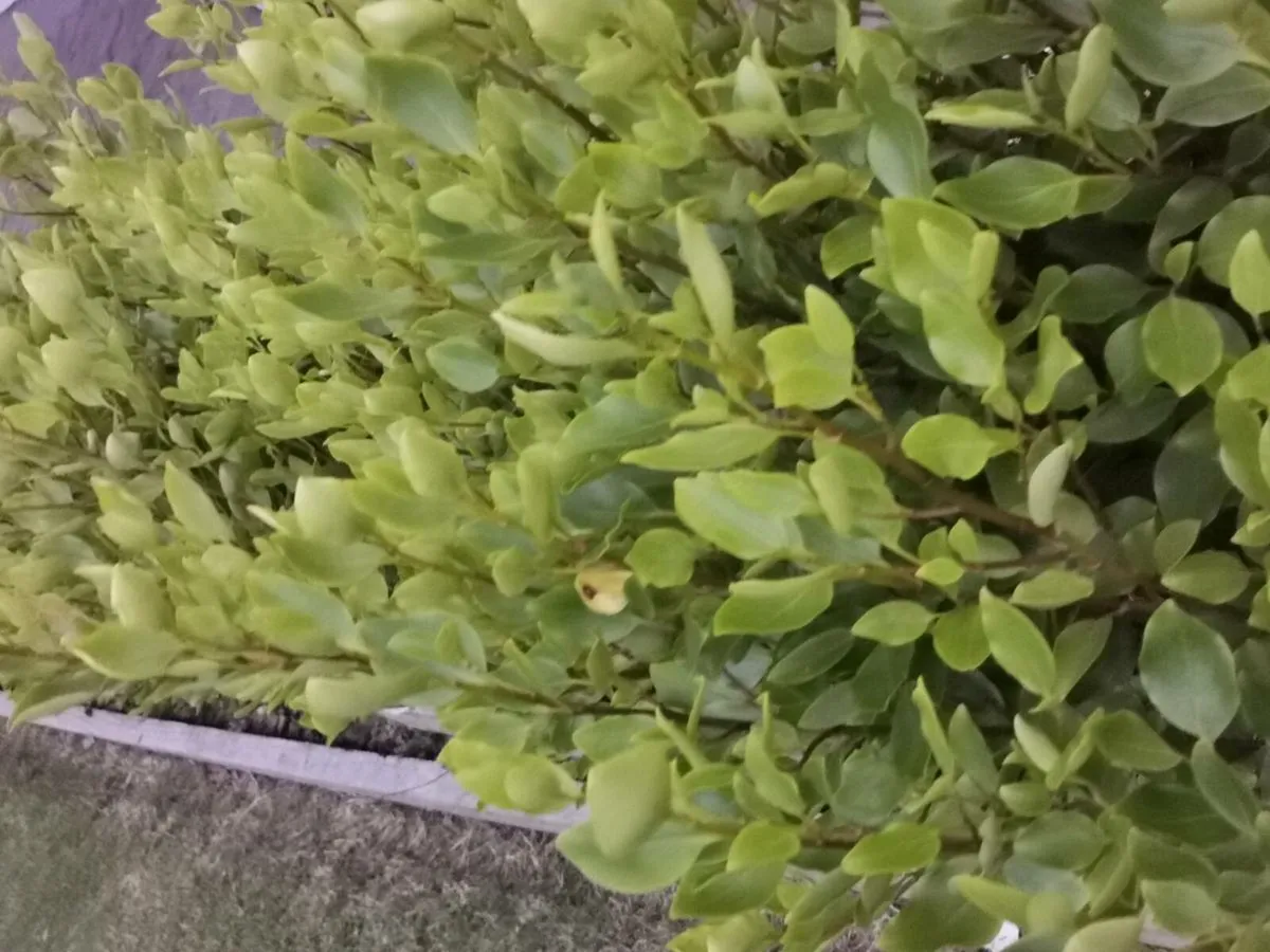 Hedging - Image 1