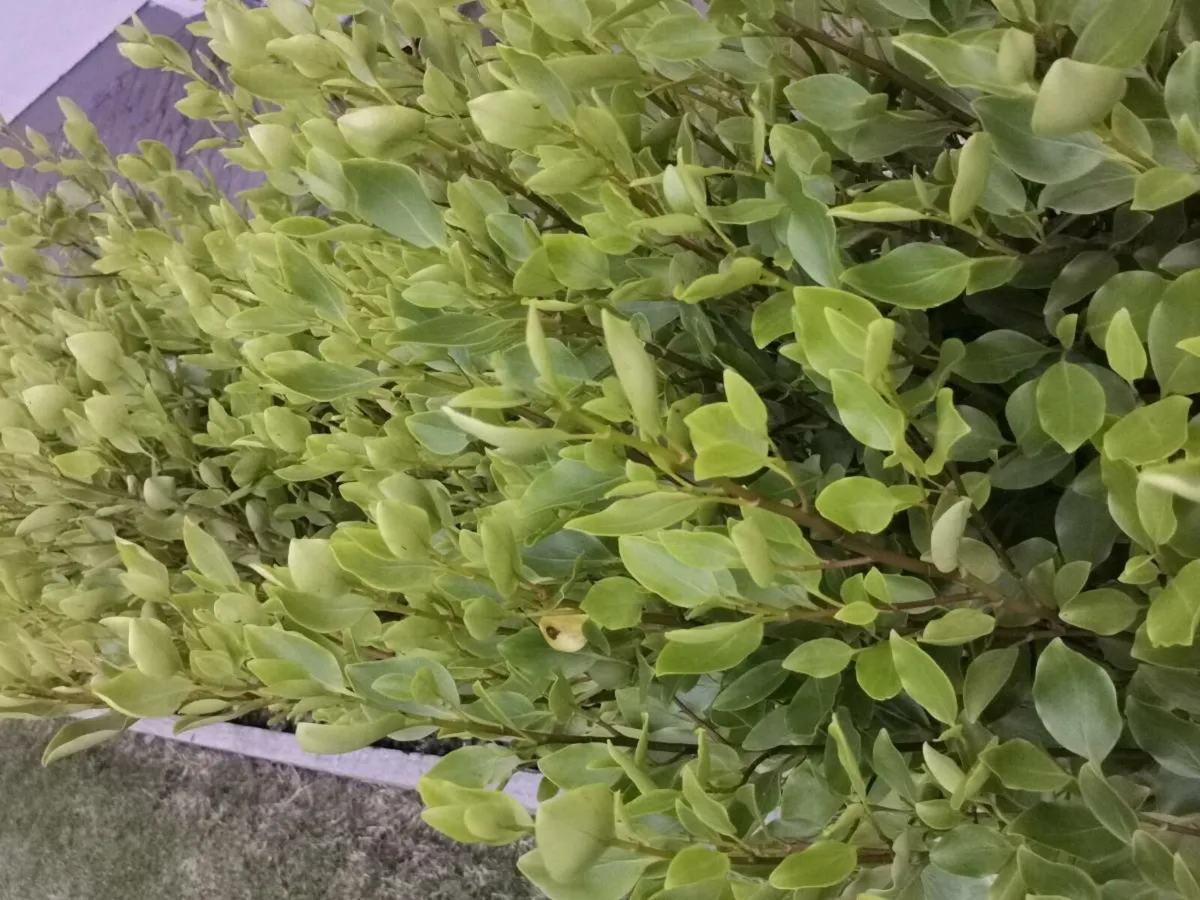 Hedging - Image 2