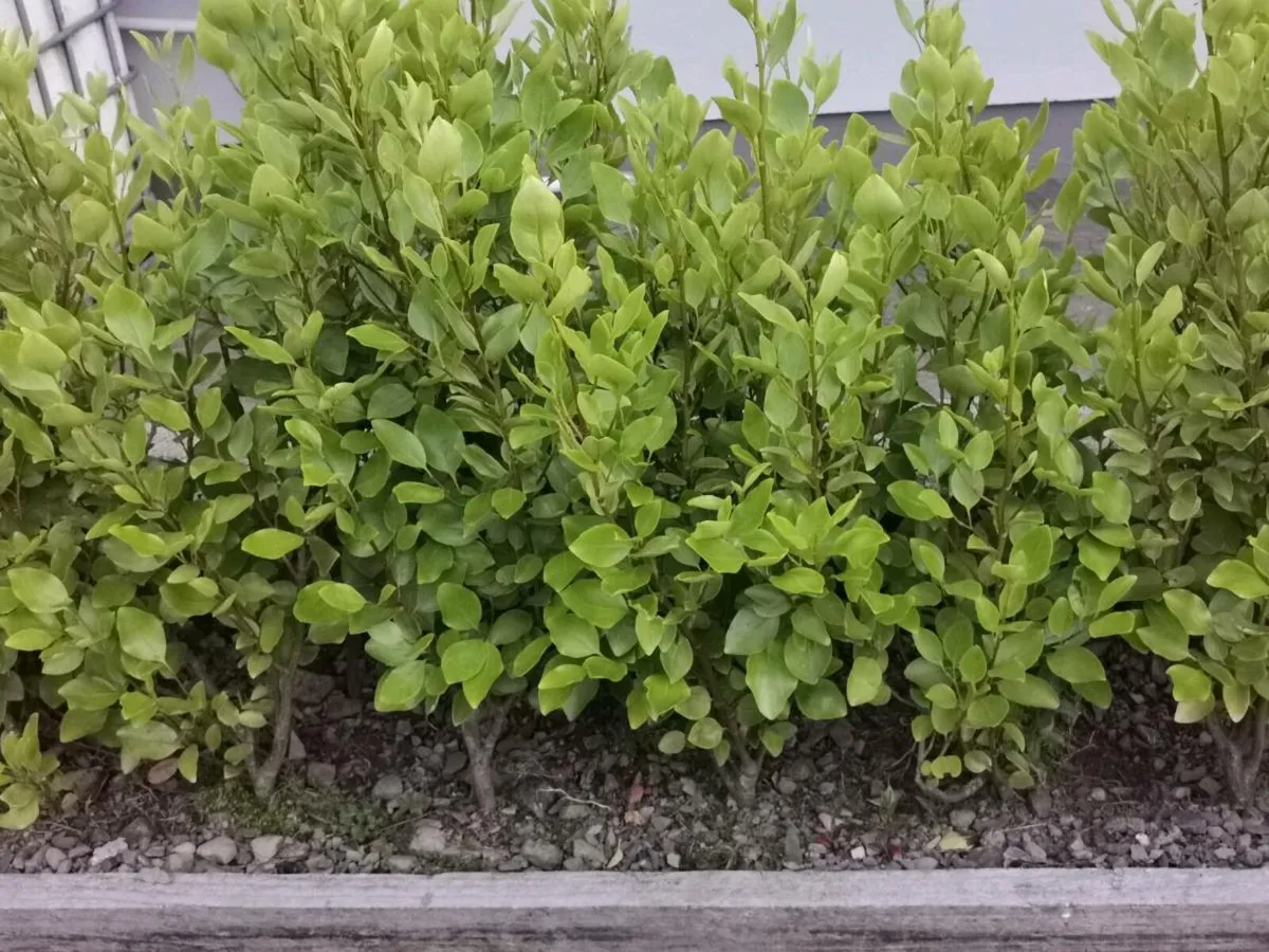 Hedging - Image 3