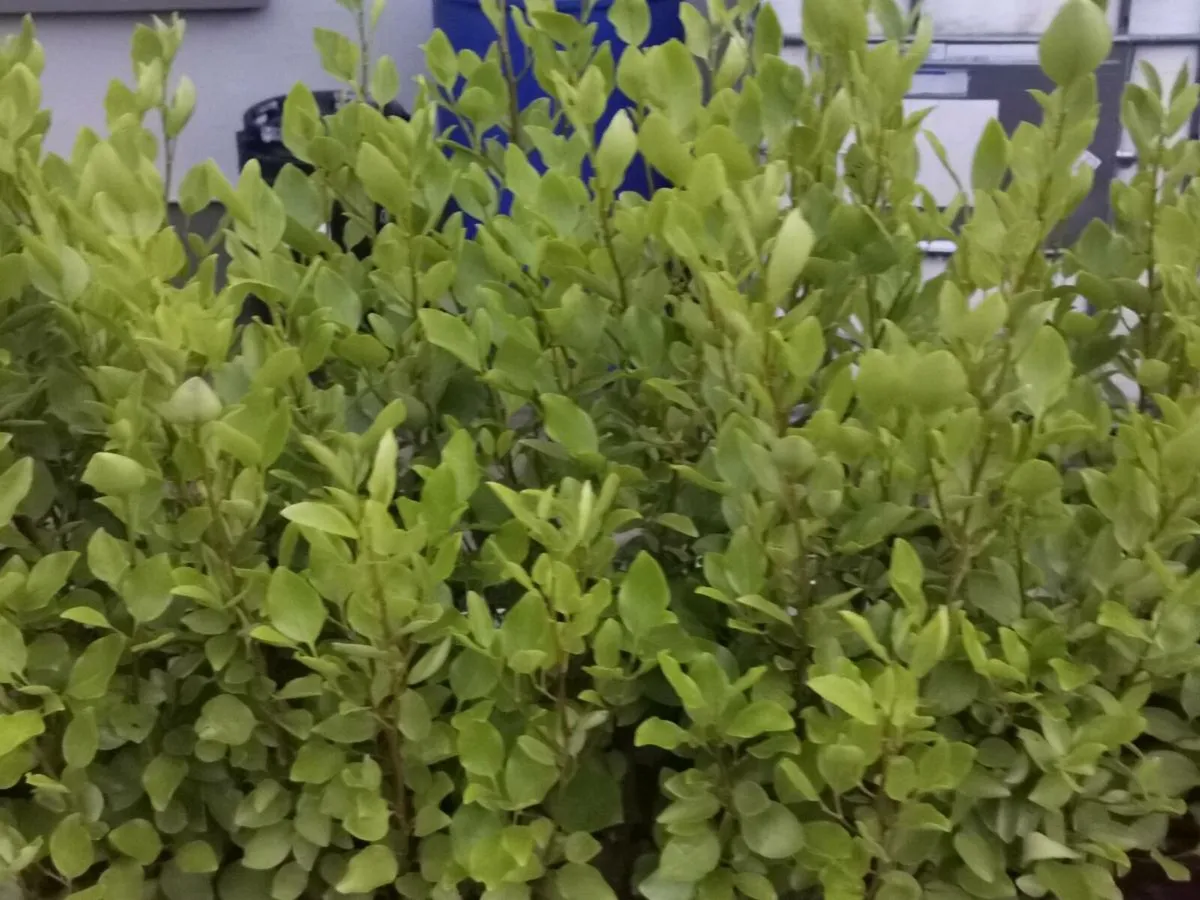 Hedging - Image 4