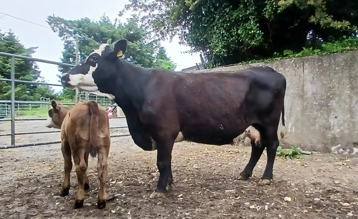 Super Sucker Cow and calf today at Gortatlea mart - Image 1
