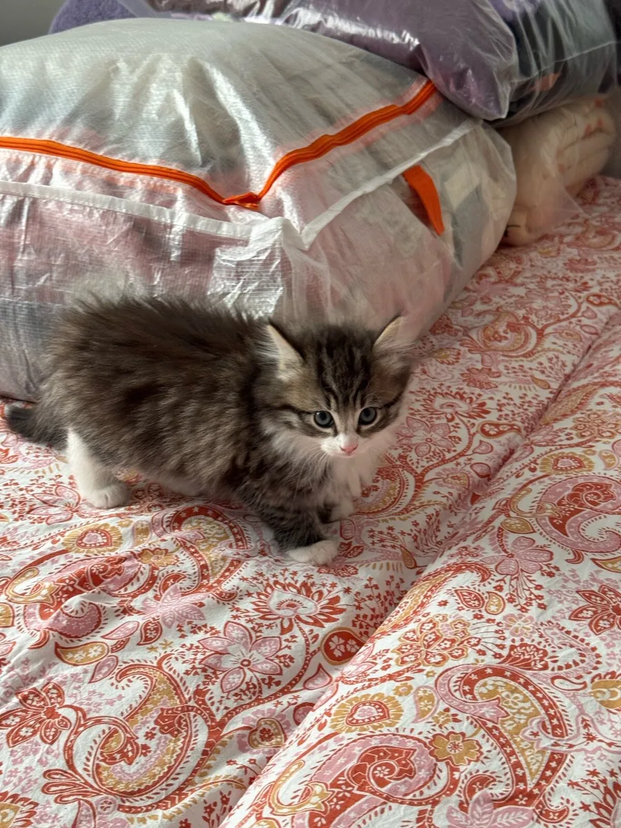 Norwegian mix Kitten - Image 1