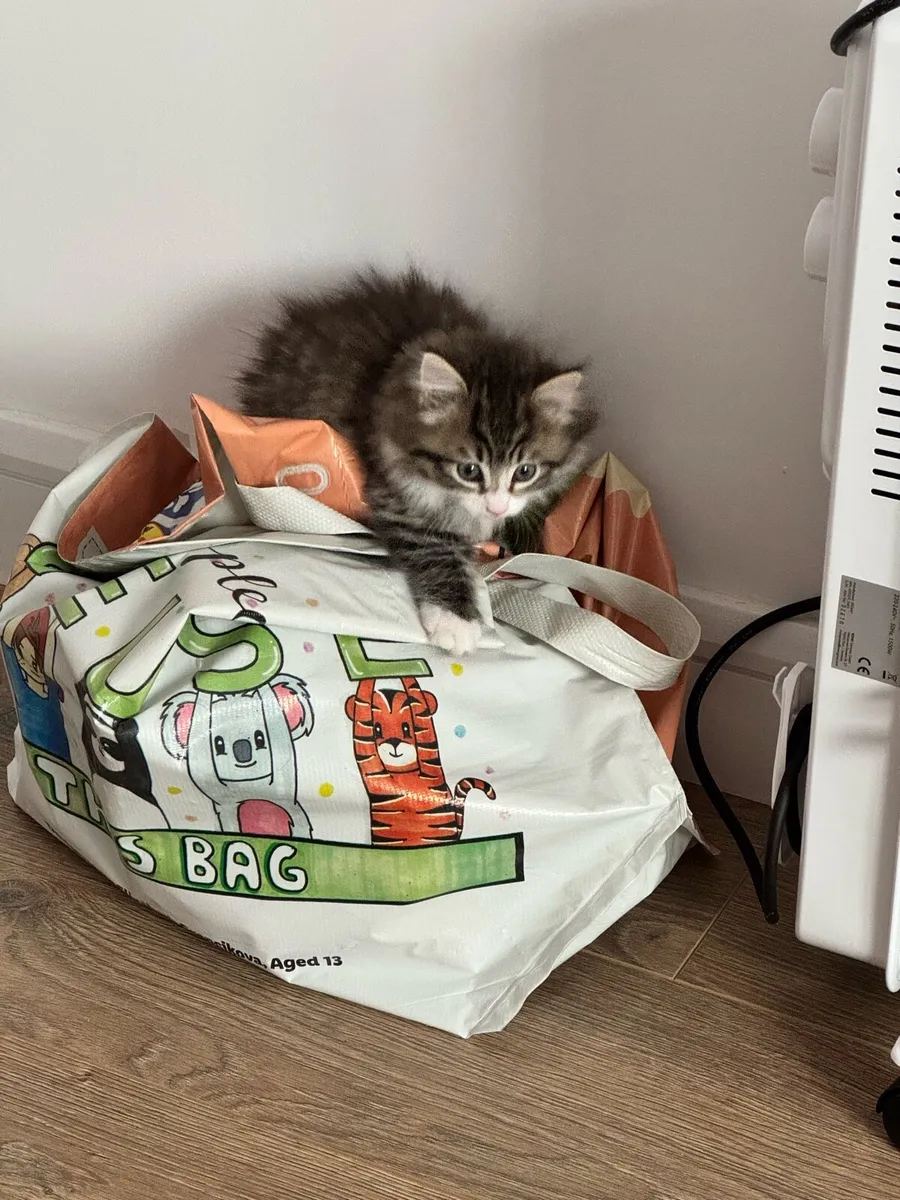 Norwegian mix Kitten - Image 2