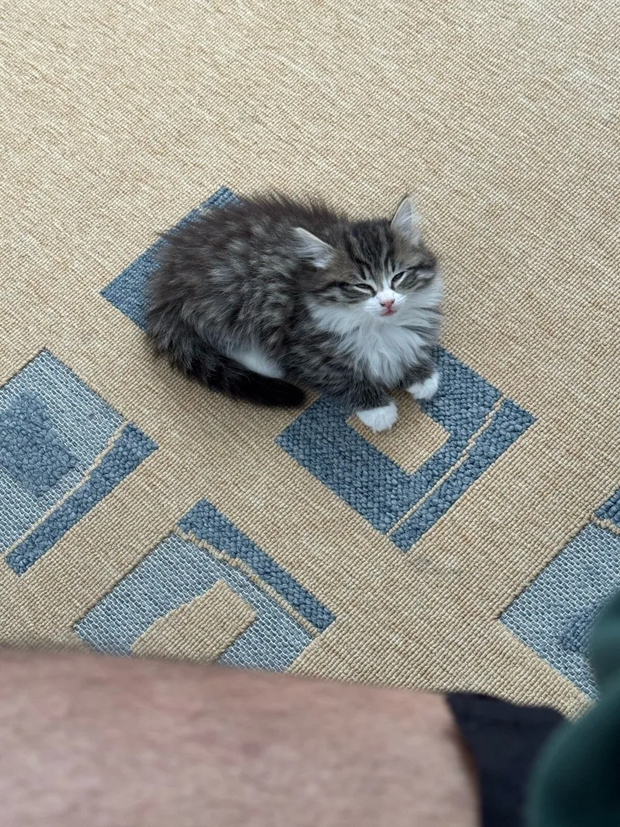 Norwegian mix Kitten - Image 3