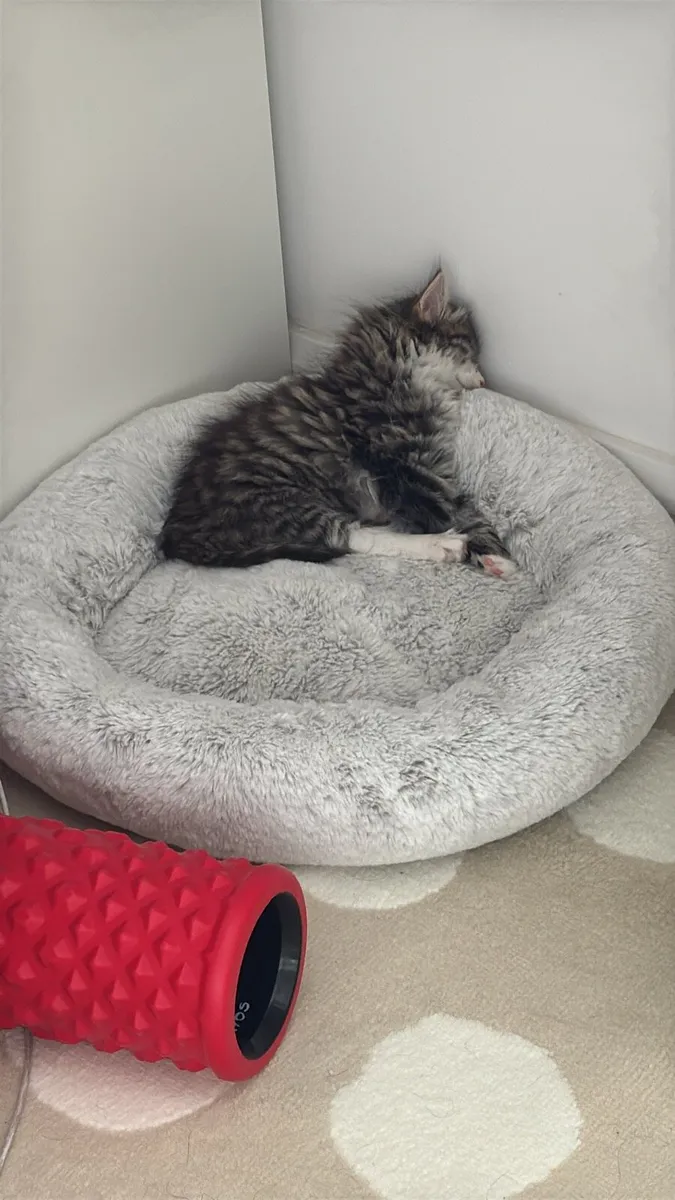 Norwegian mix Kitten - Image 4