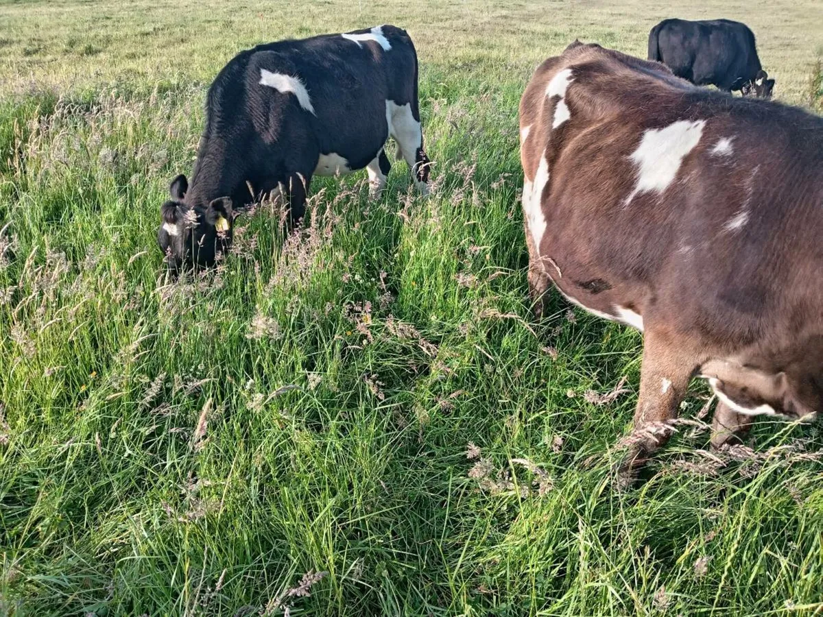 Maiden heifers - Image 1