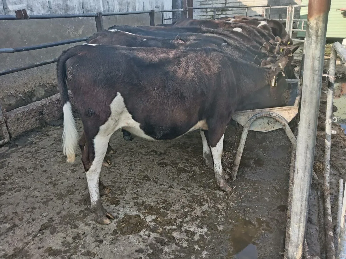 Maiden heifers - Image 2