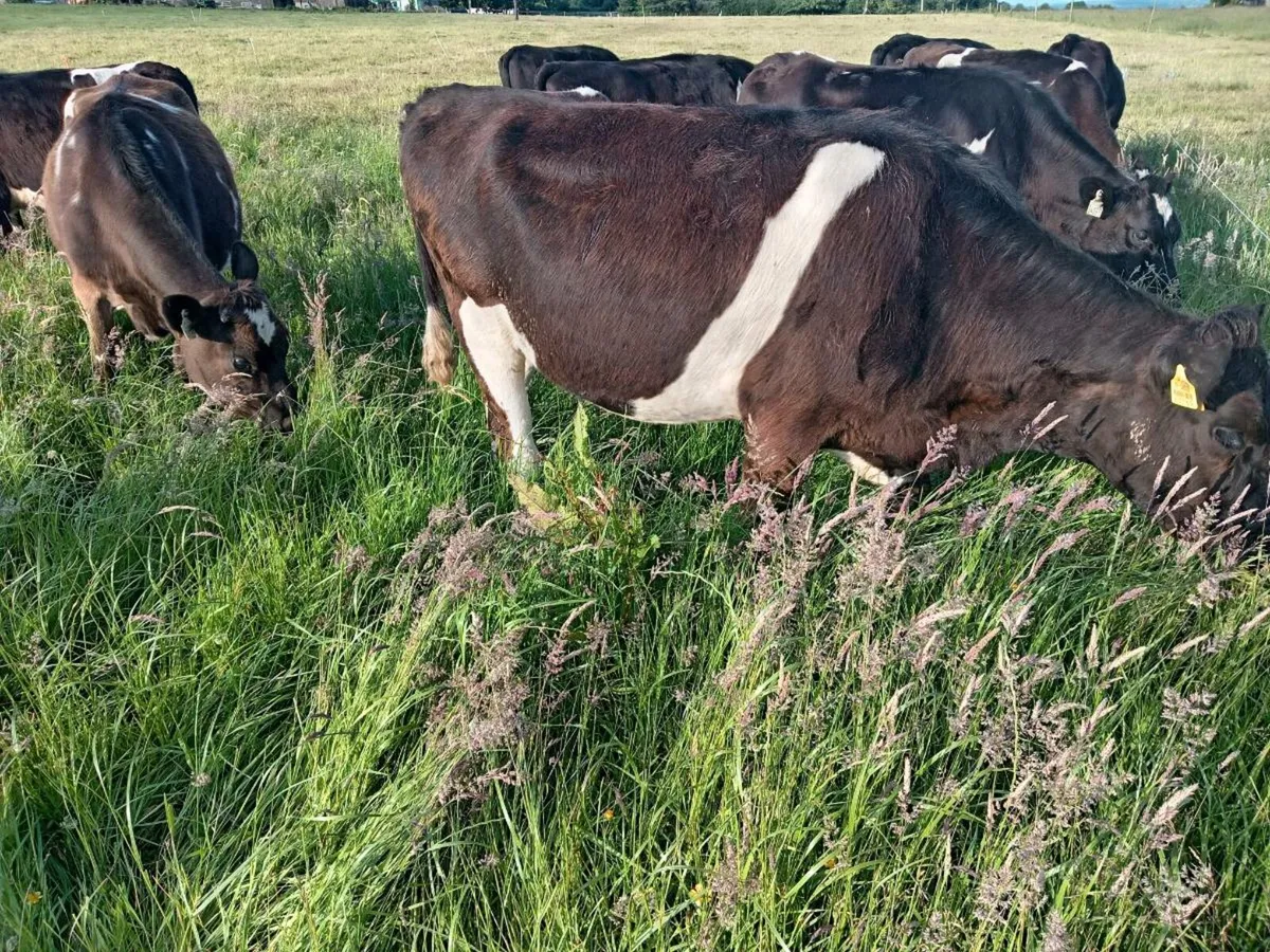 Maiden heifers - Image 3